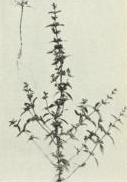 American pennyroyal (Hedeoma pulegioides)