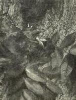 Butternut (Juglans cinerea)