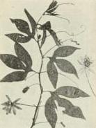 Maypop (Passiflora incarnata)